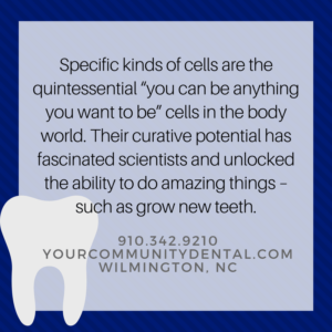 Cells can grow new teeth