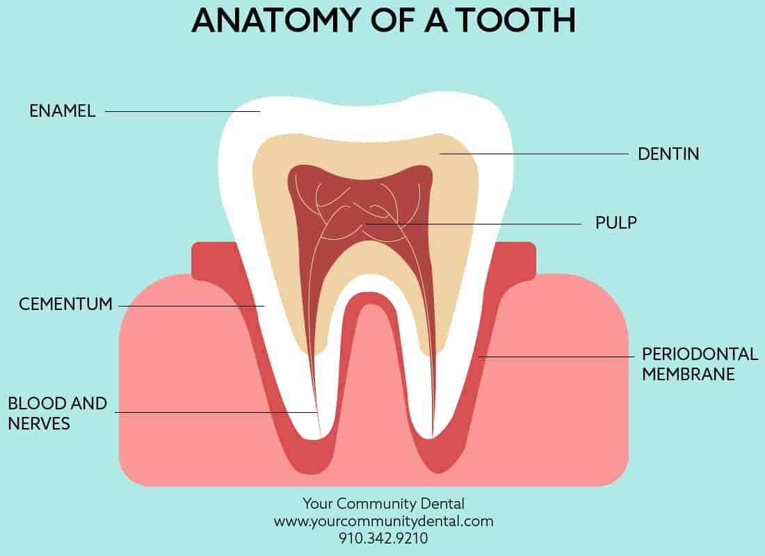 AnatomyofaTooth